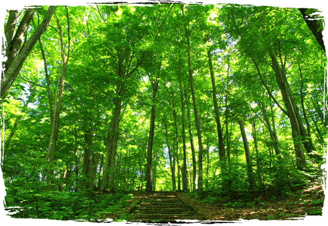 Beech Tree Forests